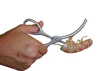 Crustaceans "SHRIMP PEELER"