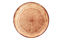 Plate flat "WOODART"